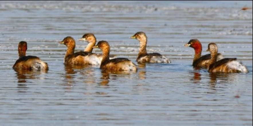 Foreign birds camped in Raksi dam
