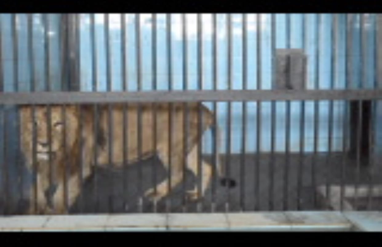 After staying in Bhiwani mini zoo for 33 months, Babbar lion Shiva was sent to Peepli, in return a pair of wild cocks were found