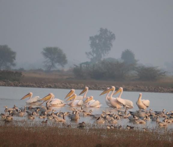 Rosy Pelican also liked Jodhpur Jhal Wetland