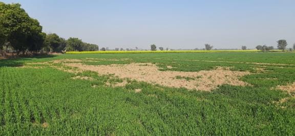 Wild boars are causing havoc in crops, farmers are forced to guard them