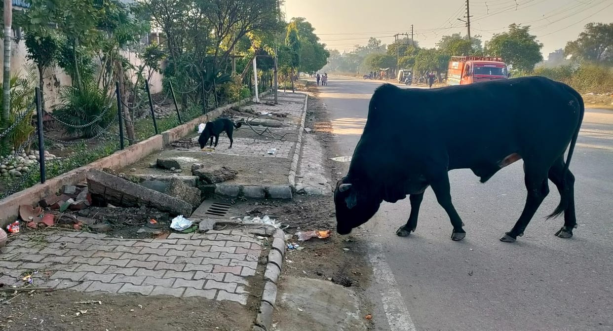 Roads and streets broken, no garbage collection, terror of animals and dogs