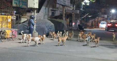 Dogs attacked two girls