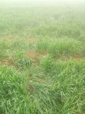 Nepali elephants have been creating havoc in Devipur Beat forest for four days.