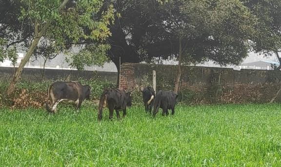 stray animals become headache for farmers