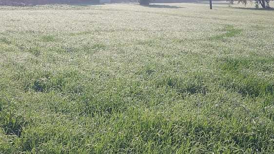 खेतों में लगी चने की फसल