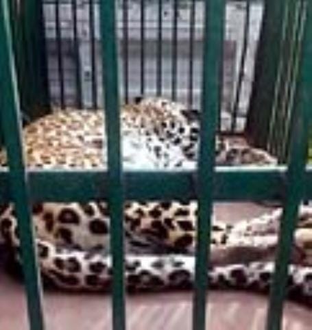 leopard captured