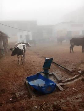The animals tied in the Panchayat house were sent to the Gaushala on the third day