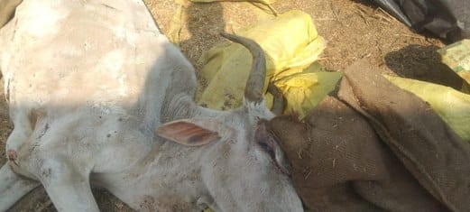 Cows suffering from cold and disease in the cowshed of Shekhapur