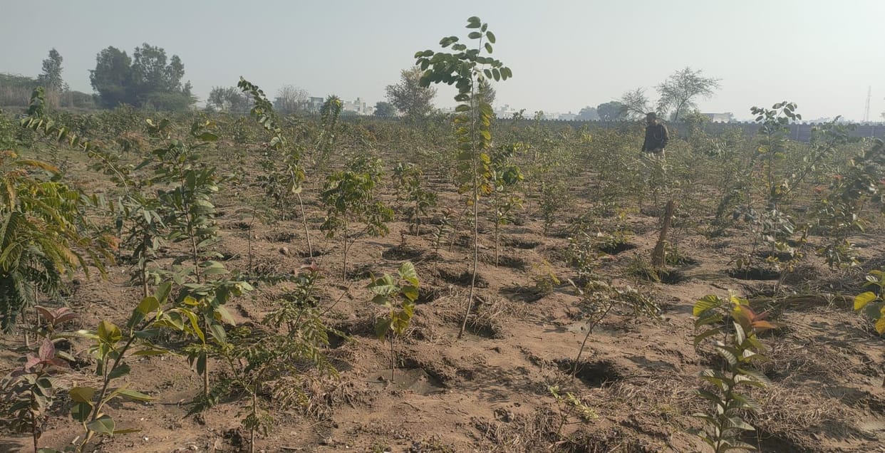 Forest Department changed the picture of rugged land with Japan's plantation technology.