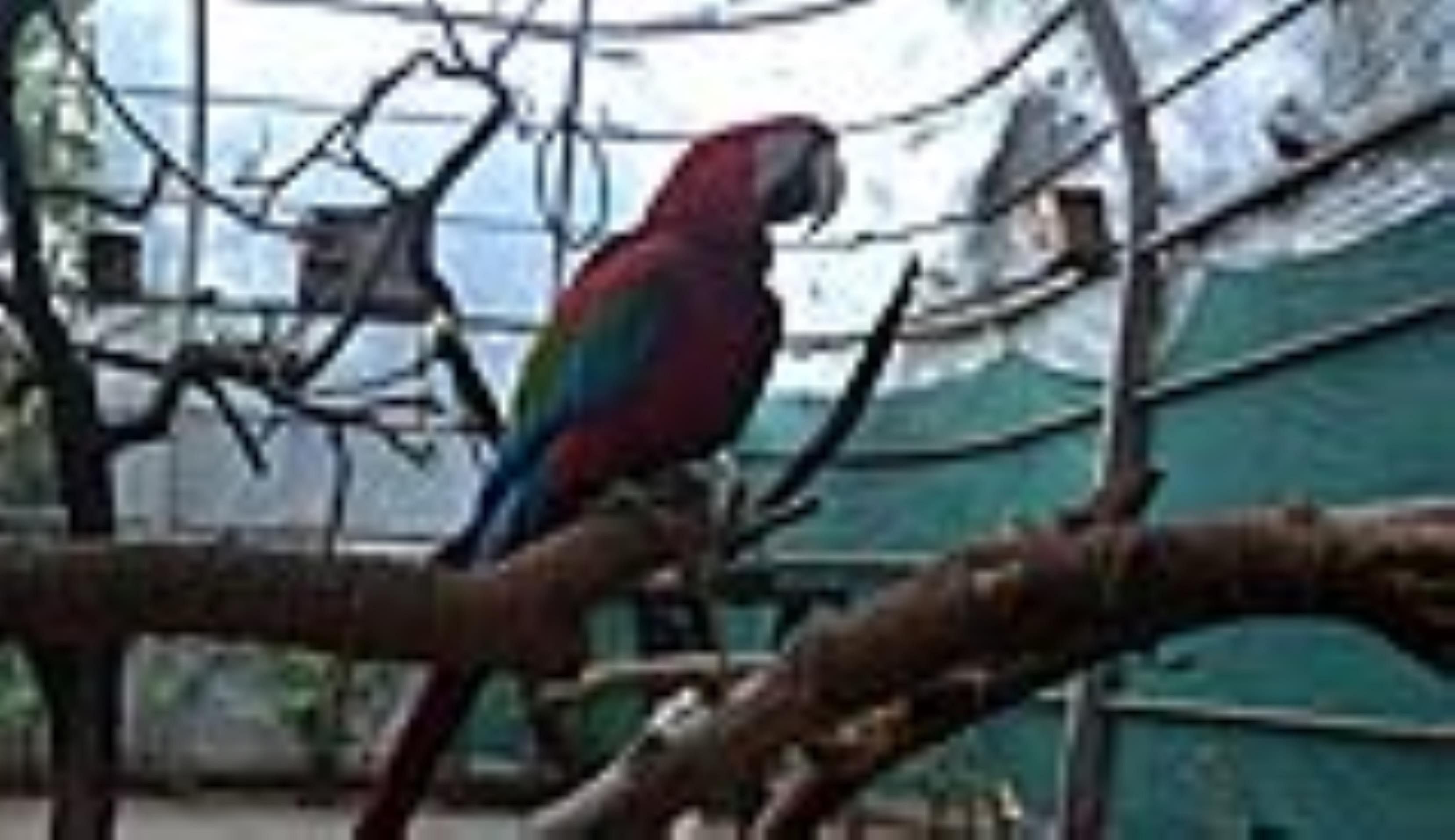 Birds enjoying the blower in the bird park