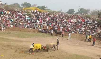 हेलों की लड़ाई कराने वाले 17 लोगों पर हुआ मामला दर्ज
