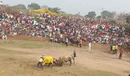 हेलों की लड़ाई कराने वाले 17 लोगों पर हुआ मामला दर्ज