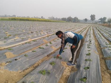 Pumpkin farming changed the fortune of farmer Rajendra