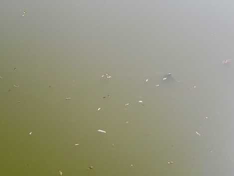 fish died in pakka talaab