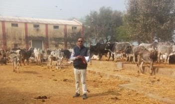 152 cattle missing from temporary Gaushala