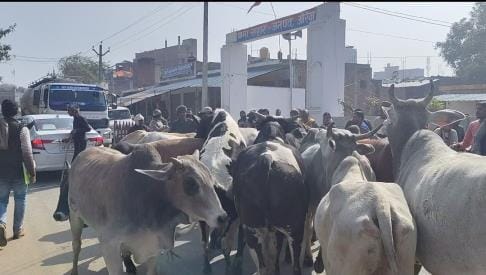 Household distribution program was going on in Sahar block, farmers drove away 100 stray cattle and brought them.