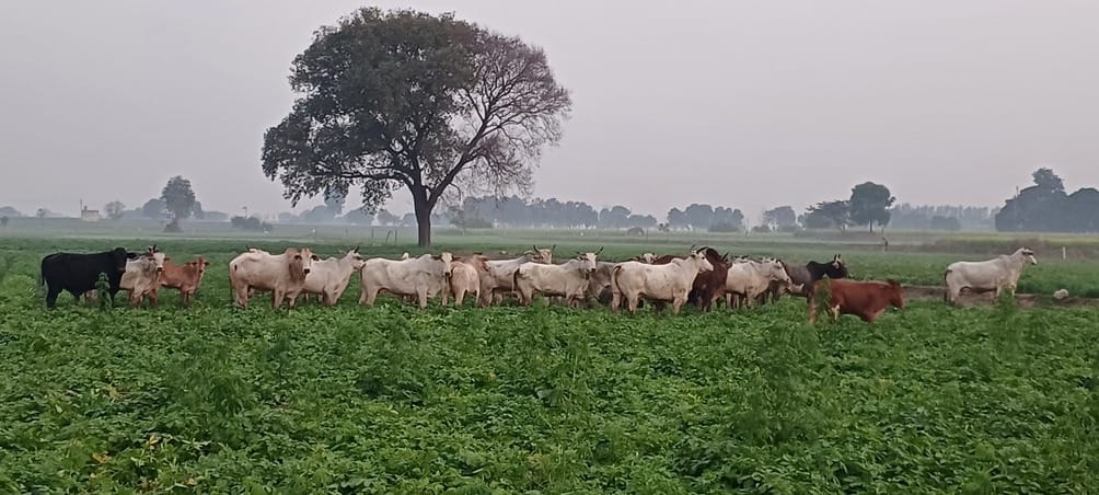 Protected animals are ruining crops, farmers are worried