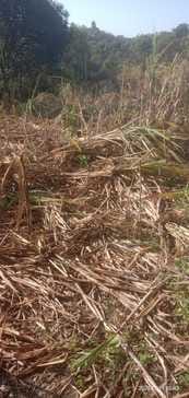 Abandoned animals destroy sugarcane crop in Swana, farmers worried