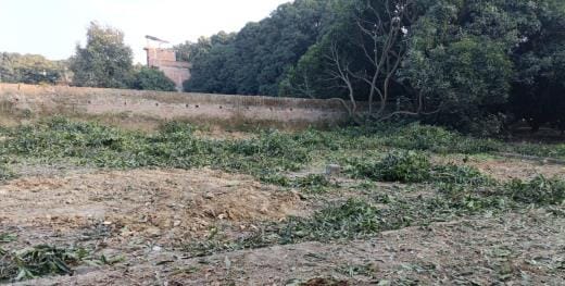 Mango orchard cut down in Dubagga, forest department unaware