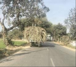 Overloaded sugarcane laden trolleys are breaking the rules