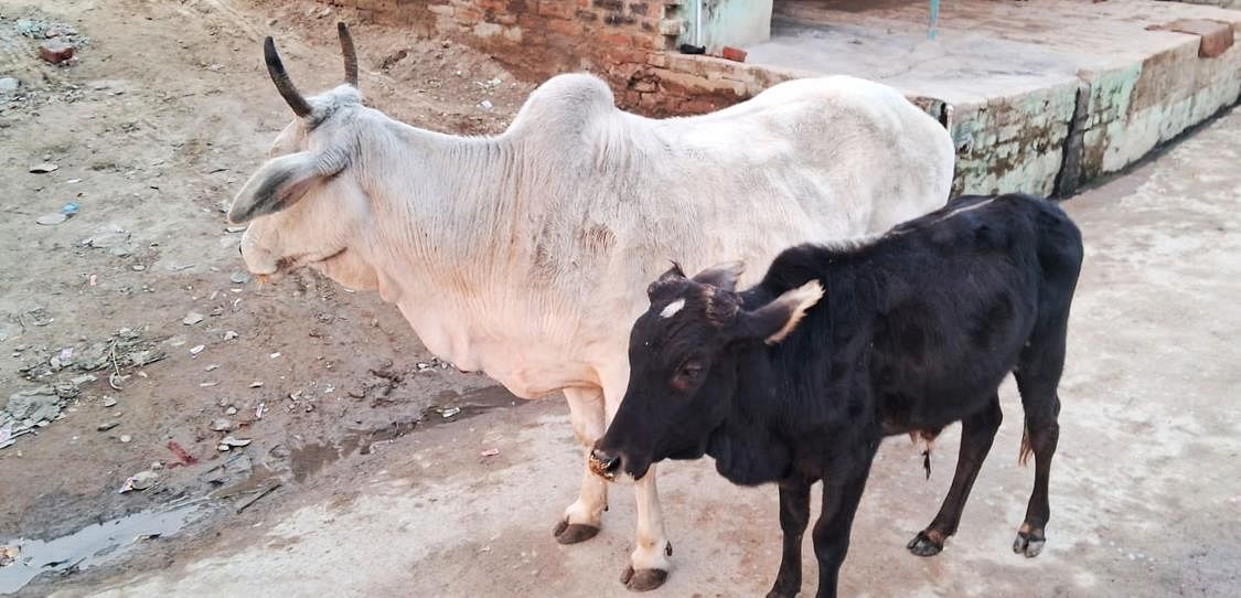 Participants leaving cattle on the roads, passersby in trouble