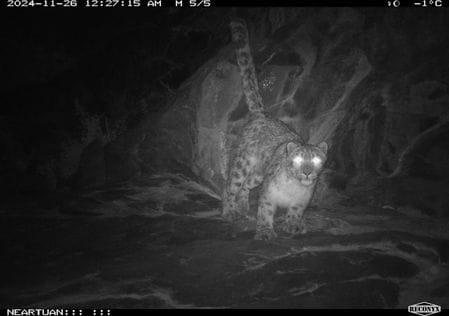 Rare wild animals of three extinct species seen in Pangi's Sechu Hilutwan