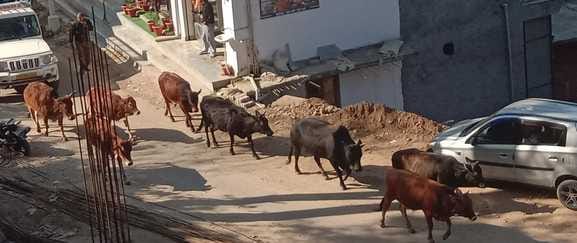 People troubled by abandoned animals in Bhoranj