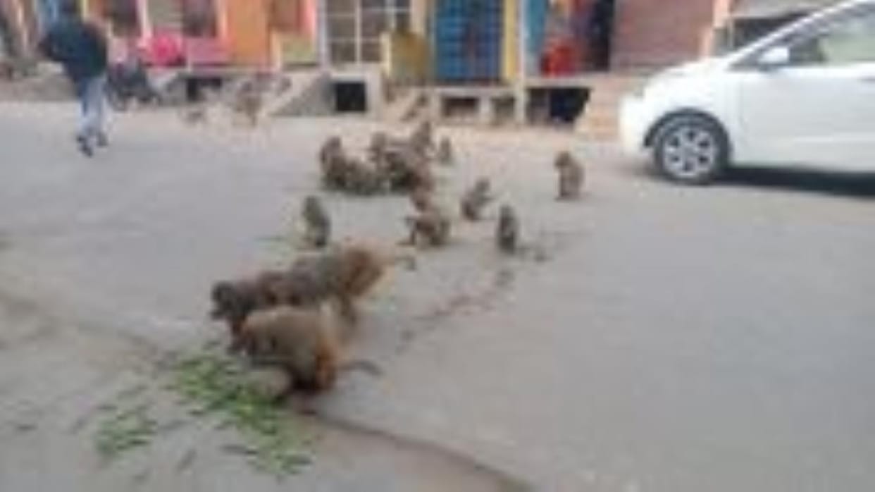 People were troubled by the nuisance created by monkeys in the market
