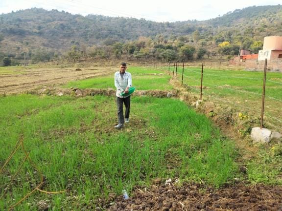 Farmer Gave Urea to Wheat Crop