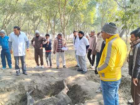 Dead cattle found in farmer's field, villagers said it was shot
