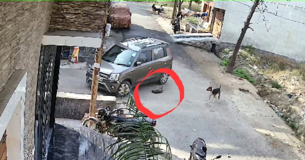 A puppy sleeping outside was hit by a car