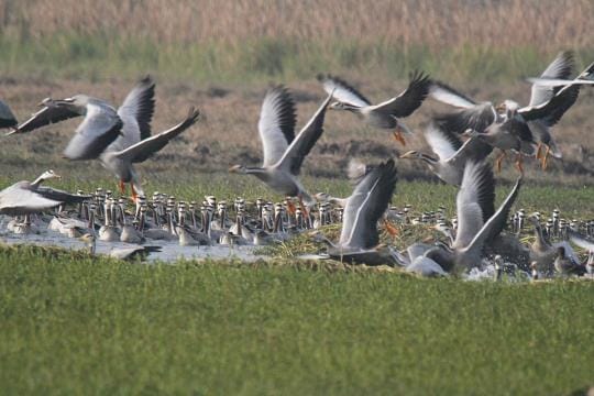 wetland news