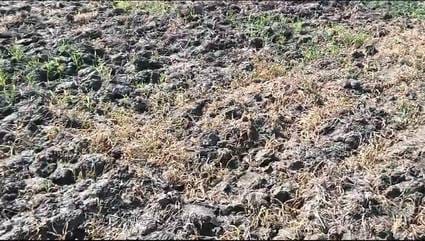 Wheat crop destroyed due to spraying of poisonous medicine