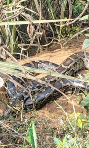 12 feet long python seen