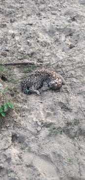 The body of a leopard cub was found in Kalgarh