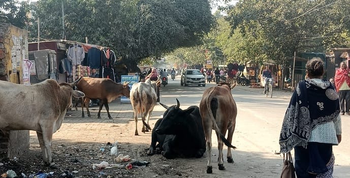 Stray animals are causing damage to crops and causing accidents