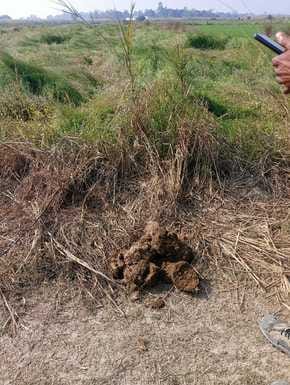 Wild elephants trample farmers' crops in Patihan village