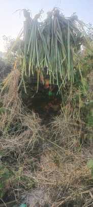 Tiger kept roaring all night, villagers in panic