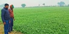 Cold increased people's troubles, farmers' faces lit up
