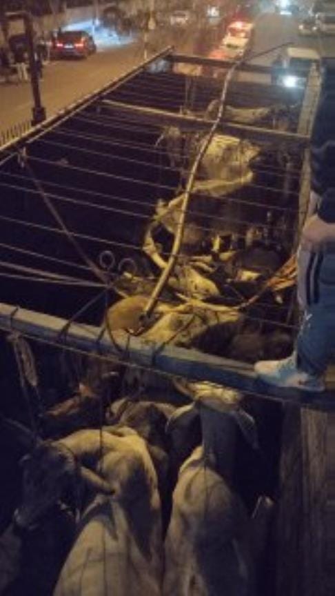 Goputra Sena chased the cow smugglers for 125 kms and caught them. 14 bulls were sent to Gaushala