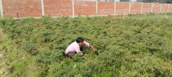 Farmers who learned farming from mobile are now earning better profits