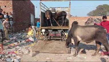 Ten helpless cows were caught on the first day and sent to the cowshed.