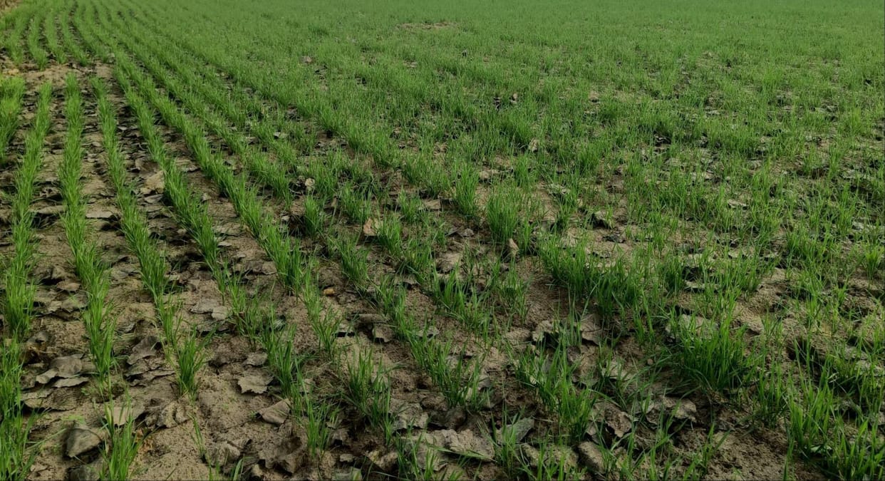 Rising temperatures may affect wheat production