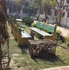 Campaign started, 20 monkeys caught from the park located in Agrawal Colony