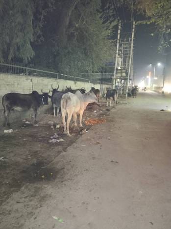 Monkeys are creating nuisance in the city, the city council kept a budget of only five lakhs, the contract ended in just 6 months