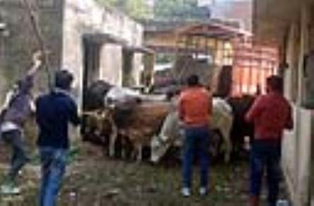 Villagers caught 30 destitute cattle