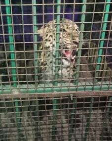 Leopard released near Singrahana Lake