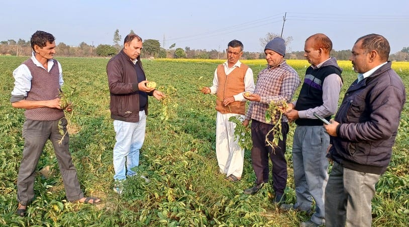 Potato gets affected by blight due to change in weather