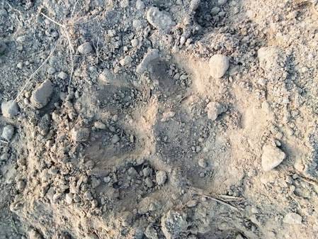 A tiger came in front of a farmer who was plowing in Tikona Farm.