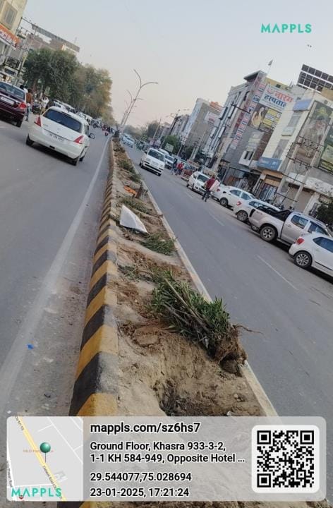 More than 100 plants were uprooted from the divider built on Dabwali Road
